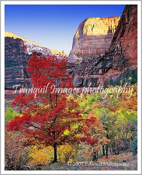 450475E---Versin 2 (2007). Red Maple and the Great White Throne. One of my favorite spots in Zion N.P